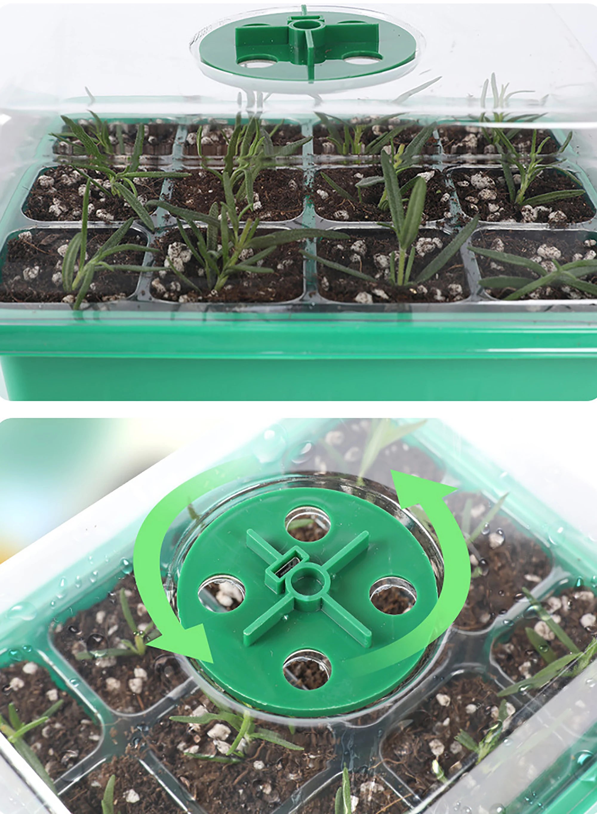 "Transform Your Space into a Green Paradise"